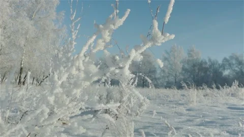 Dry grass and twigs covered hoarfrost and snow close up Stock Footage 118600536