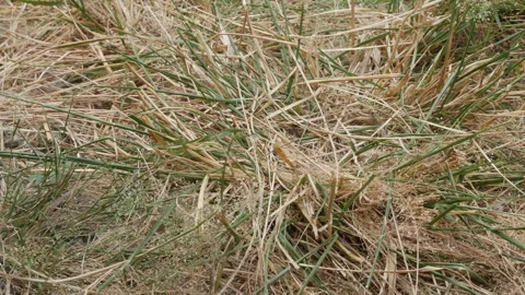 Dry Grass and Wild Vegetation Texture Covering the Ground Stock Footage 342857795