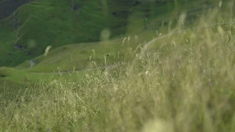 Dry grass and wind with refocus Stock Footage 82137082