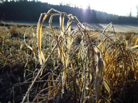 Dry grass and wintry meadow Stock Photos