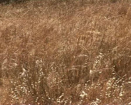 Dry grass in Australia Stock Footage 21452165