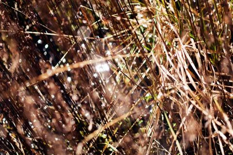 Dry grass in autumn Stock Photos
