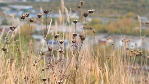 Dry grass in autumn sways from the wind. Beautiful autumn. Stock Footage 164448298