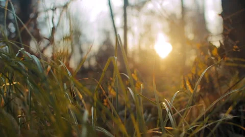 Dry grass at back sunset light Vídeos de archivo 168424238