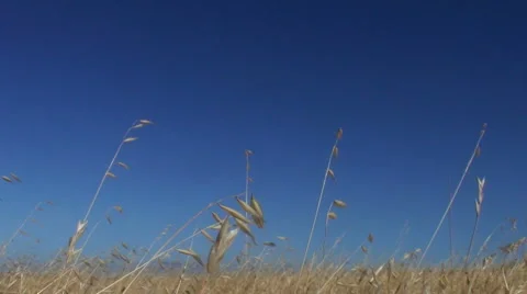 Dry grass background with blue sky Stock Footage 980579