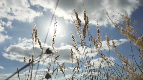 Dry grass on a background of blue sky in the ears of nature landscape Stock-Footage 68764489