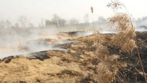 Dry grass on a background of a burnt field. Grounded environment. Ecological Stock Footage 132332955