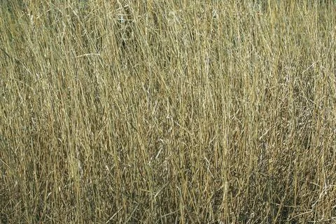 Dry grass background. Dry panicles of Miscanthus sinensis sway in the wind in Foto stock
