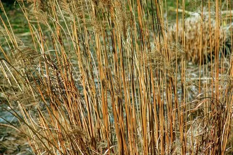 Dry grass background. Dry panicles of Miscanthus sinensis sway in the wind in Foto stock