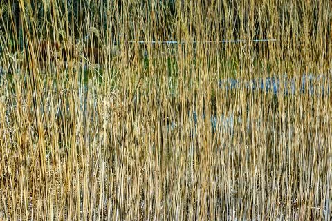 Dry grass background. Dry panicles of Miscanthus sinensis sway in the wind in Stock Photos
