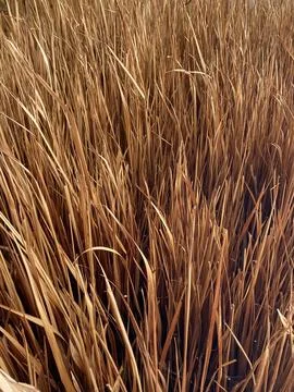 Dry grass background of dry thatch or hay from natureal. Stock Photos