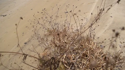 Dry grass on a background Stock Footage 126104071