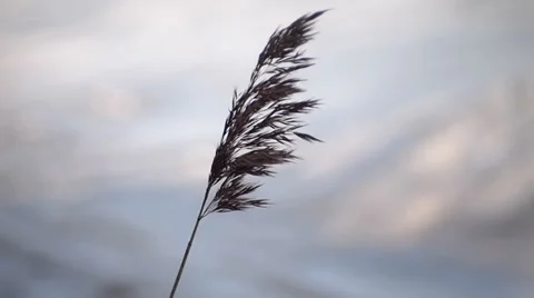 Dry grass on a background  ice 動画素材 36078809