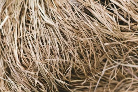 Dry grass background or texture. Close-up. Concept for ecology, natural. Stock Photos