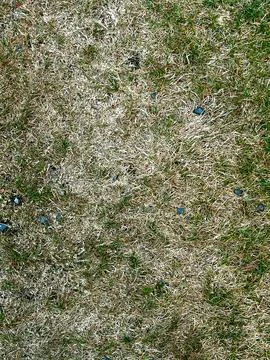Dry grass as a background or texture shot close up. Stock Photos
