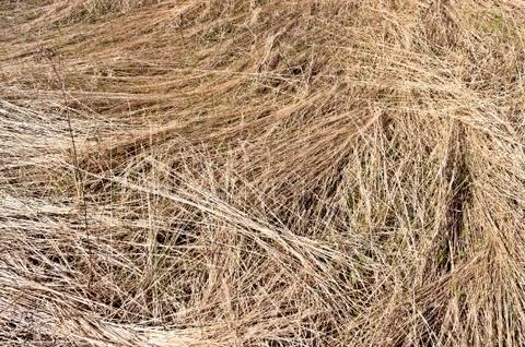 Dry grass background Foto stock
