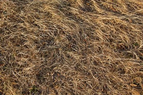 Dry grass background Foto stock