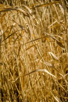 Dry grass background Stock Photos