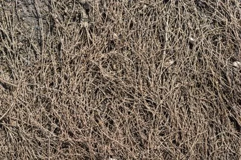 Dry grass background Stock Photos
