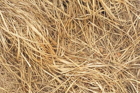 Dry grass background Stock Photos