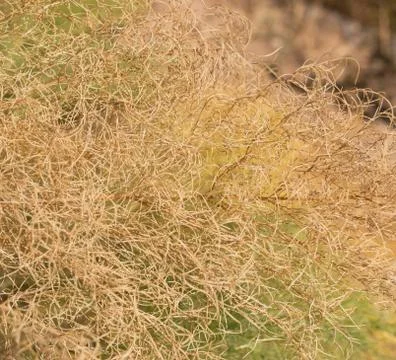 Dry grass as background Stock Photos