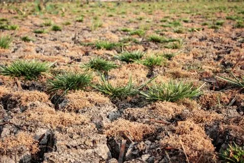 Dry grass with background. 스톡 사진