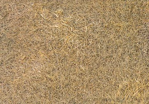 Dry grass background Stock Photos