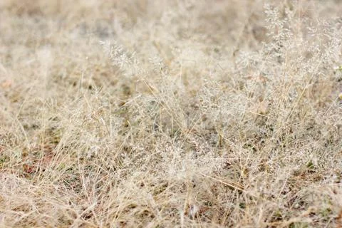 Dry grass background 写真素材