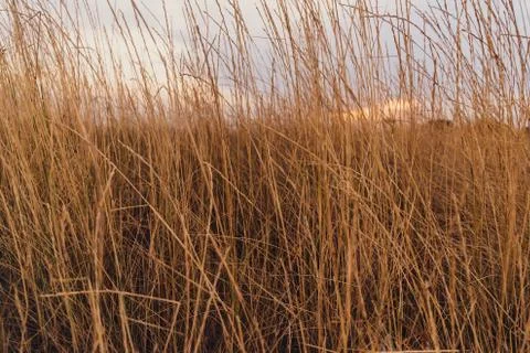 Dry grass background Stock Photos