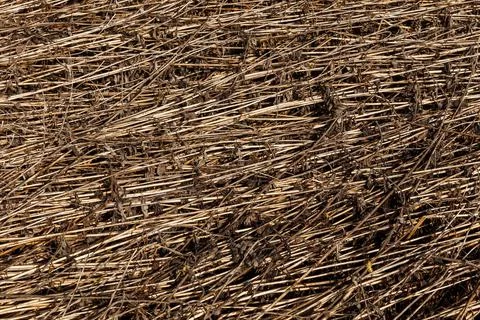 Dry grass background Stock Photos