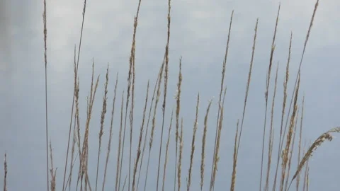 Dry grass on the background of the river. Stock Footage 95589726