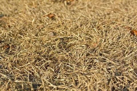 Dry grass background with shallow depth of focus Stock Photos