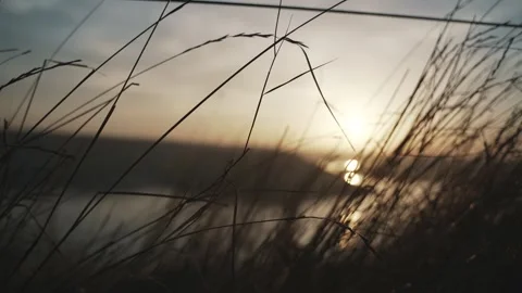 Dry grass on the background of the sunset Видео 256564756