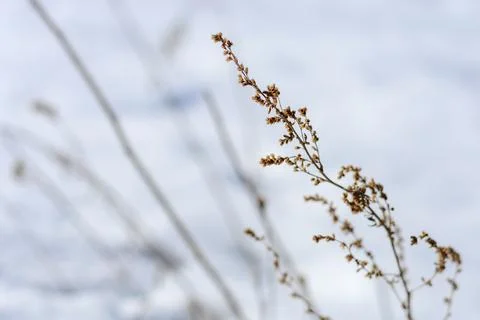 Dry grass on a background of white snow Stock Photos