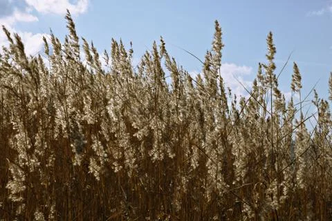 Dry grass in backlight Stock Photos