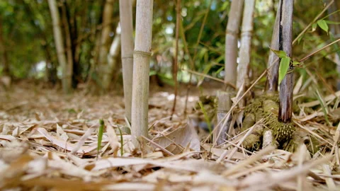 Dry Grass Bamboo forest. Grass and trunk of Bamboo grove. Stock Footage 195493312