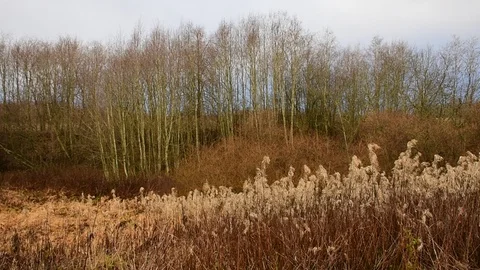 Dry grass bare trees, image of autumn Stock Footage 119173323