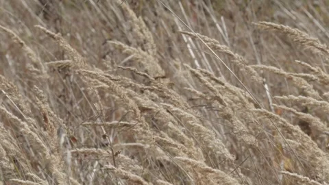 Dry grass bending in strong wind close up 動画素材 348107209