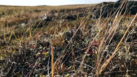 Dry grass blades moving in the wind Stock Footage 94440975