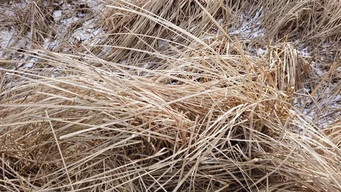 Dry grass blades moving in the wind Stock-Footage 125364162