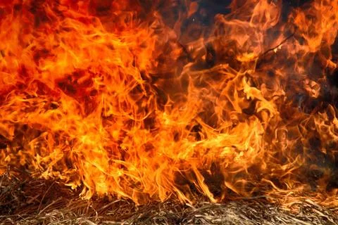 Dry grass blazes among bushes, fire in bushes area Fire storm. Fire in shr... Stock Photos