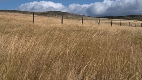 Dry grass blowing in a strong wind with barbed wire fence under a blue sky with  Stock Footage 316692747