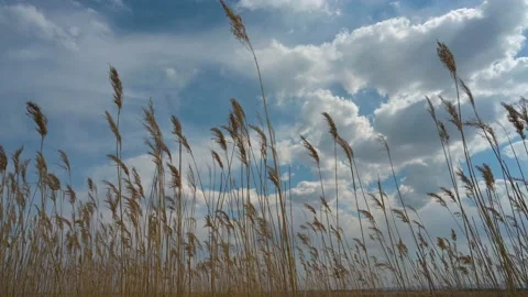 Dry grass blowing with white clouds in a blue sky in the background Stock Footage 154174328
