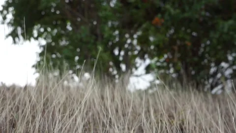 Dry Grass Blowing In The Wind 19-04-2019 스톡 동영상 135271079