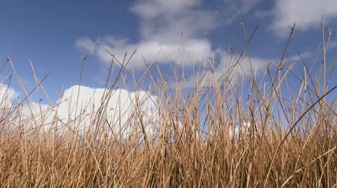 Dry grass blowing in the wind Stock Footage 54501662