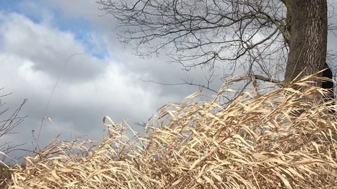 Dry grass blowing on the wind Stock Footage 78146430