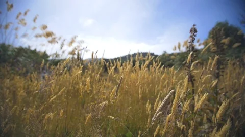 Dry grass blowing in the wind Stock Footage 98678193