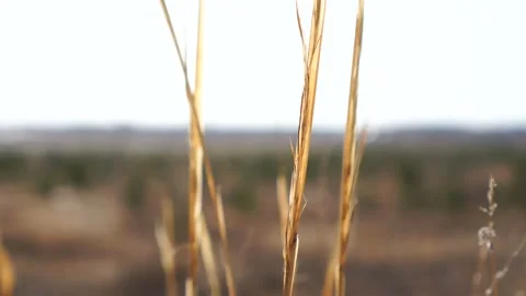 Dry grass blowing in the wind, red reed sway in the wind, reed wild field. Stock Footage 153328555