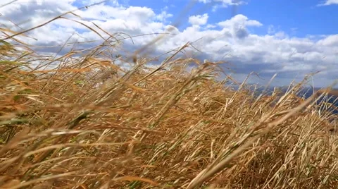 Dry grass blowing wind sunny day Stock Footage 57403004