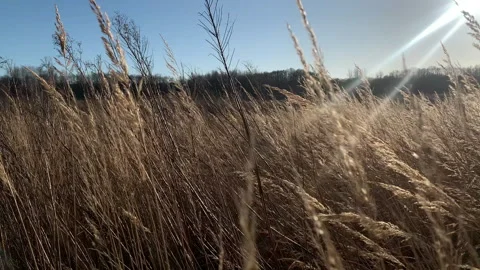 Dry grass blowing in the wind on sunny day. Stock Footage 301503552